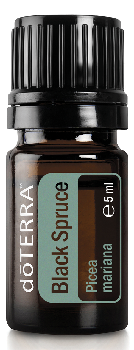 Black Spruce Schwarze Fichte doterra